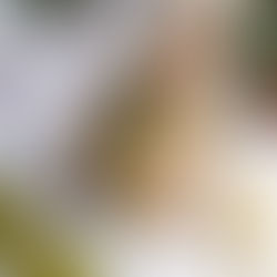 White Bean Pesto Burger (Vegan + Gluten-Free)