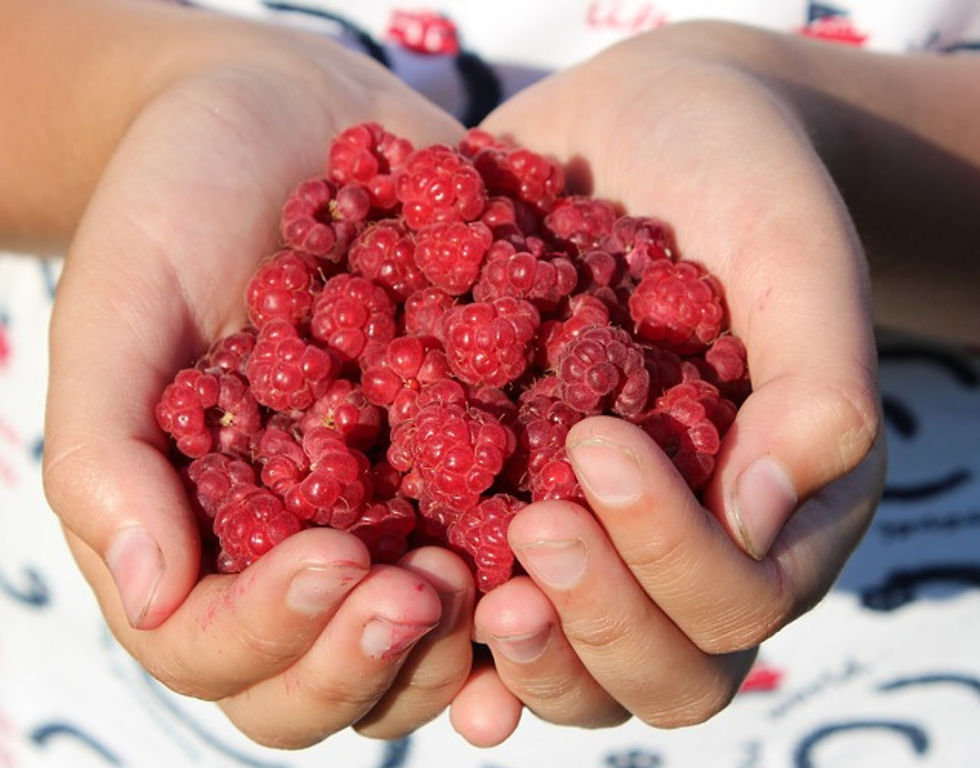 Cueillette de framboises
