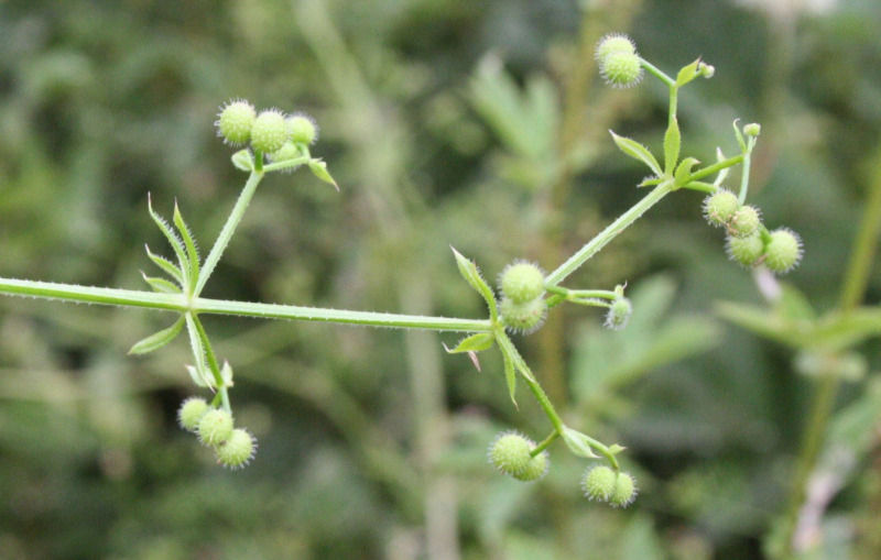 Fruits du gaillet gratteron, groupés par 2. Ils ne sont pas encore à maturité.