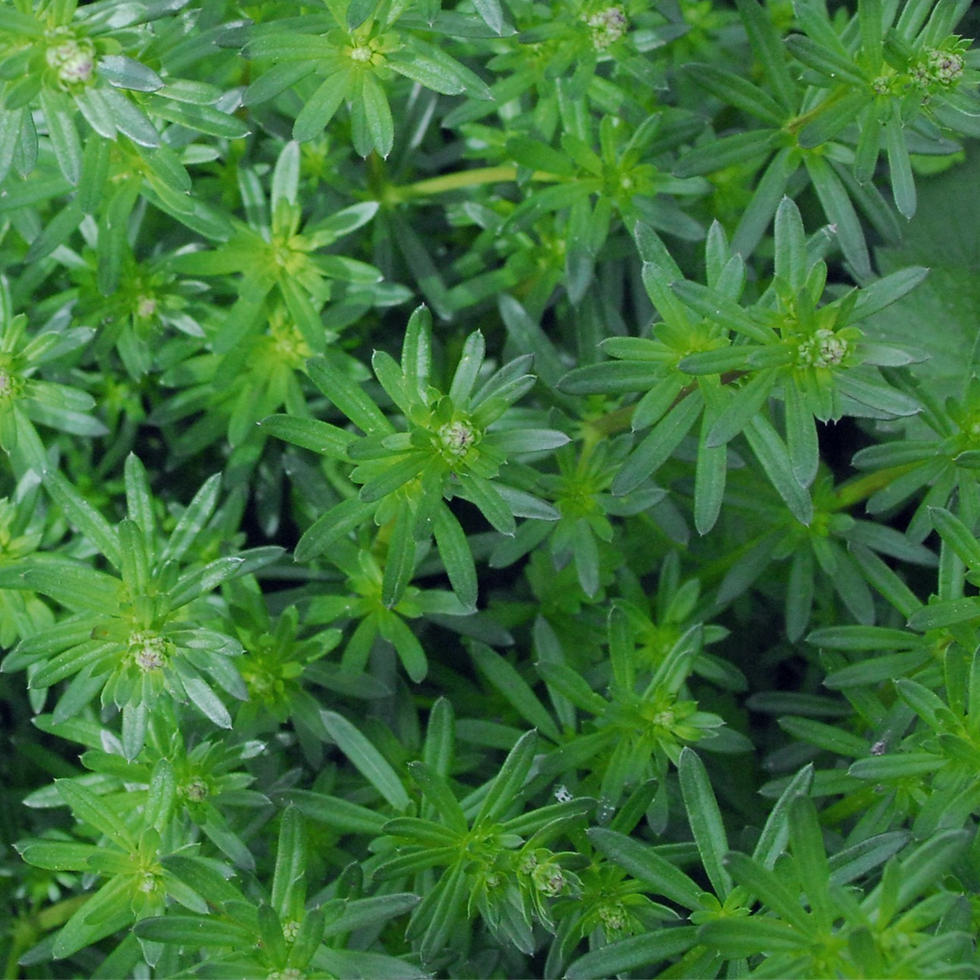 Feuilles de gaillet blanc: elles sont lisses sans aiguillons.