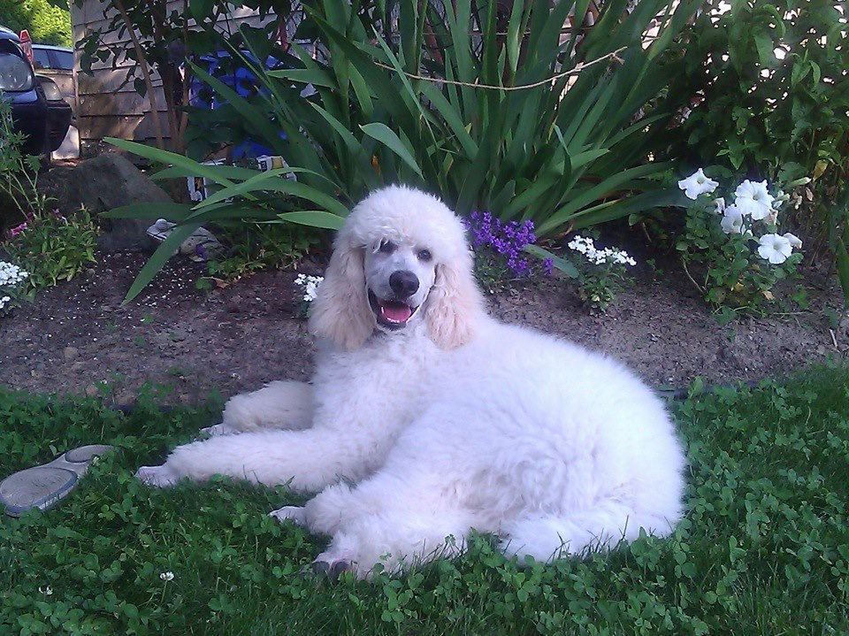Jack the Poodle
