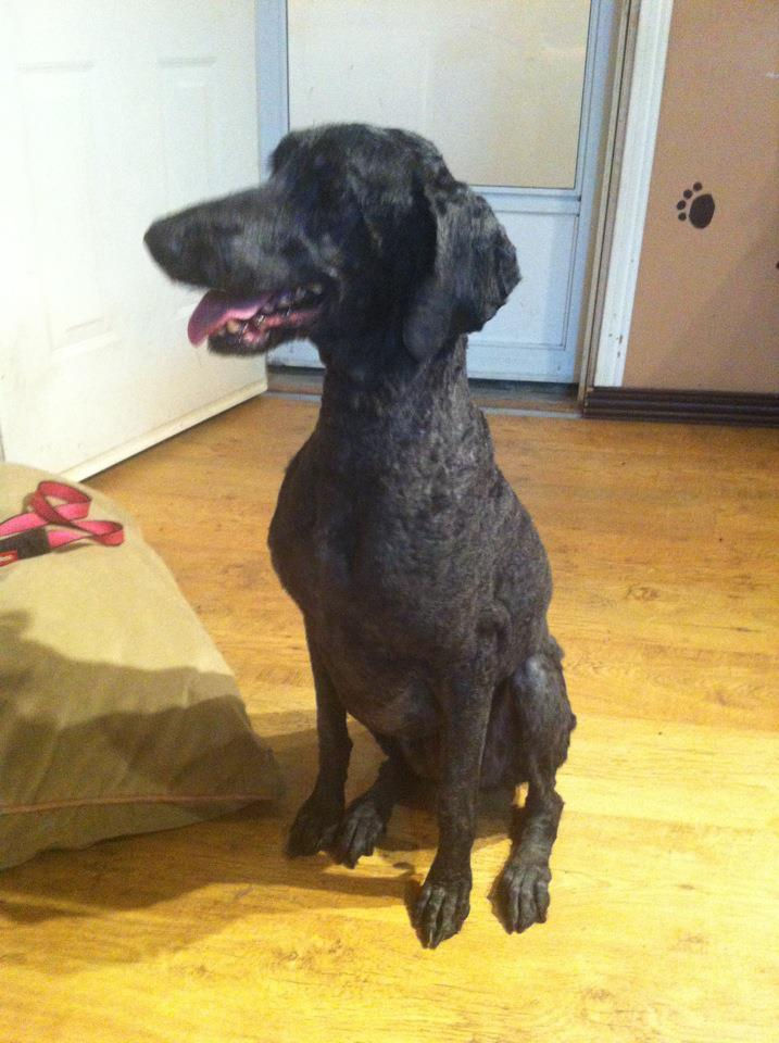 Mystiqua (standard poodle)