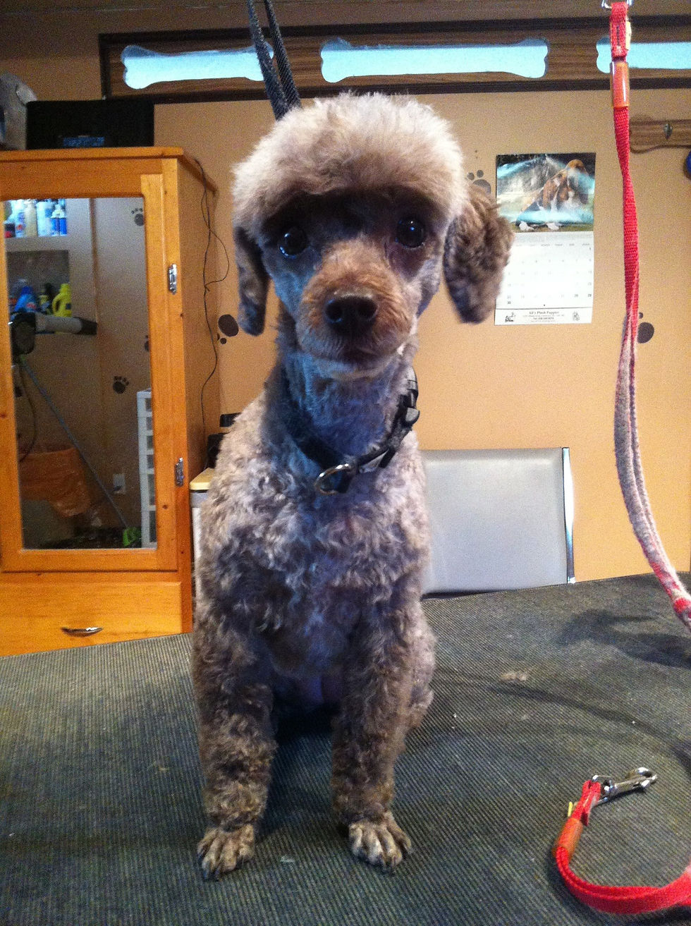 Hazel (min poodle)