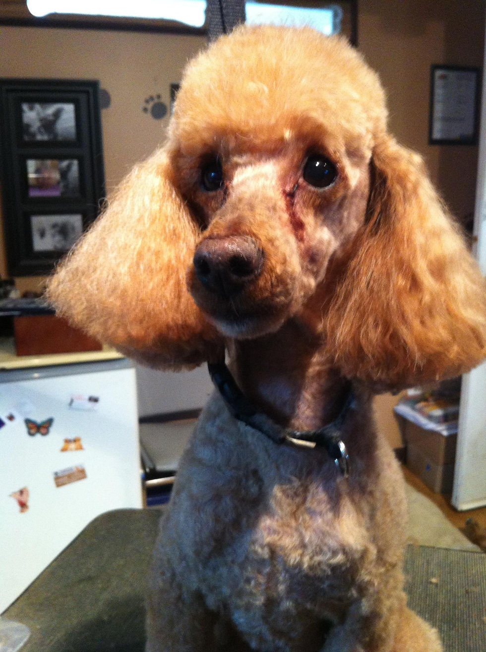 Oakley (min poodle)