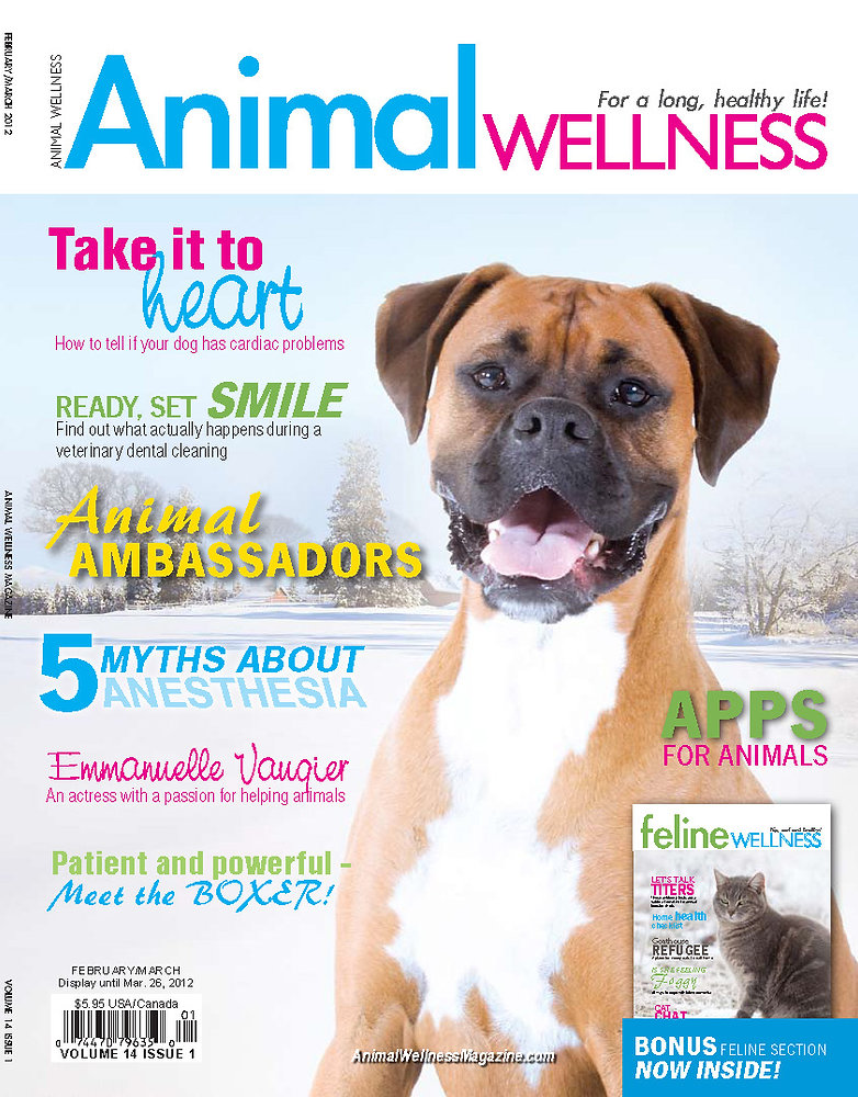 Top 10 Dog Training Tips - Tips For Volume Training Small Breed Dogs
