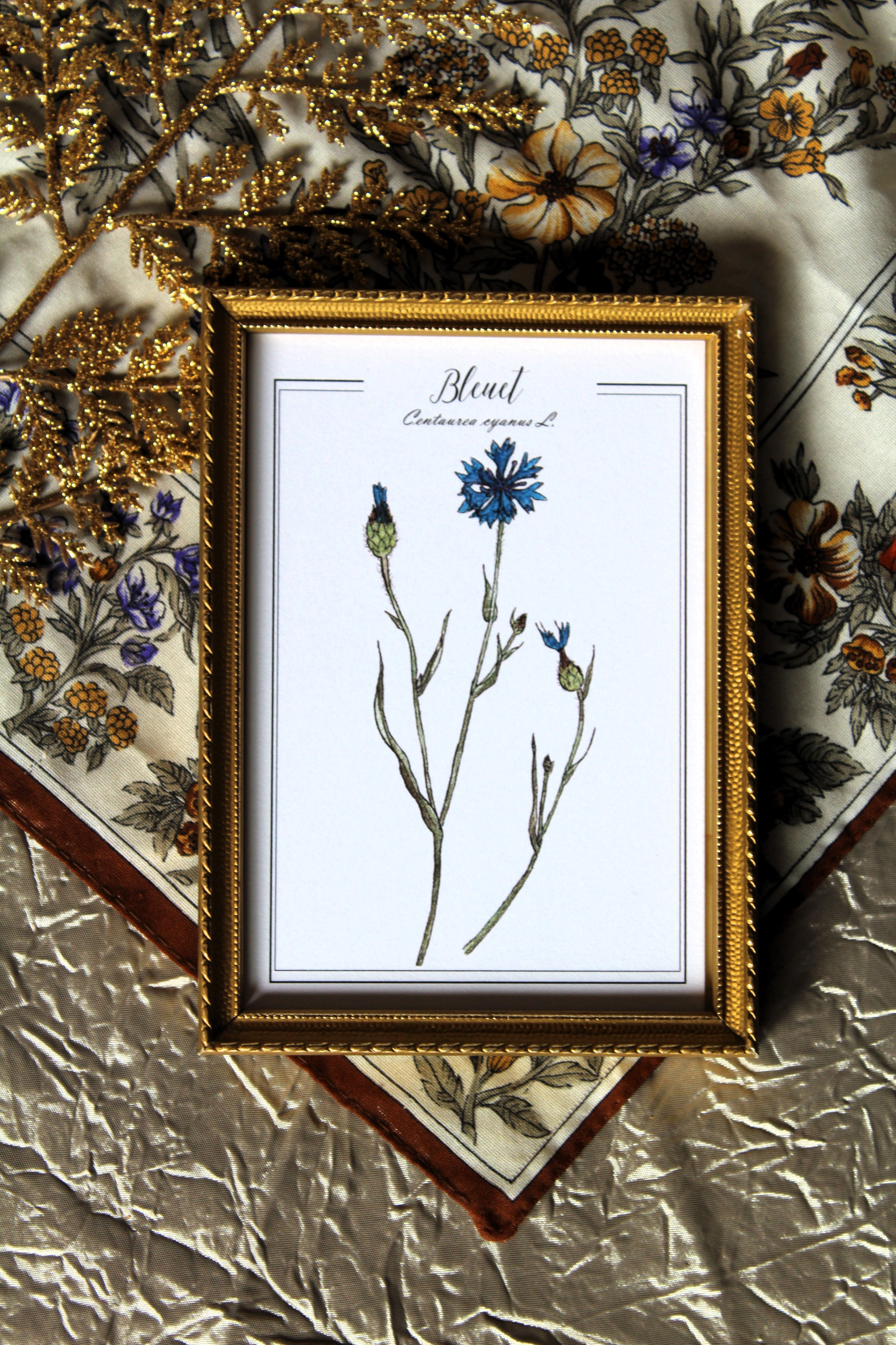 aquarelle botanique bleuet