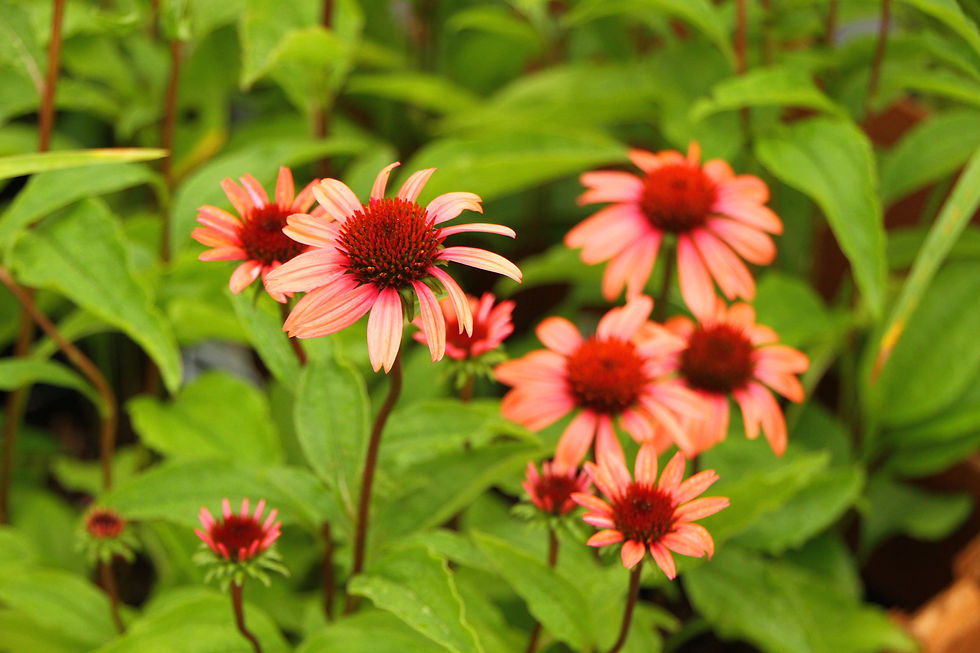 Coneflower