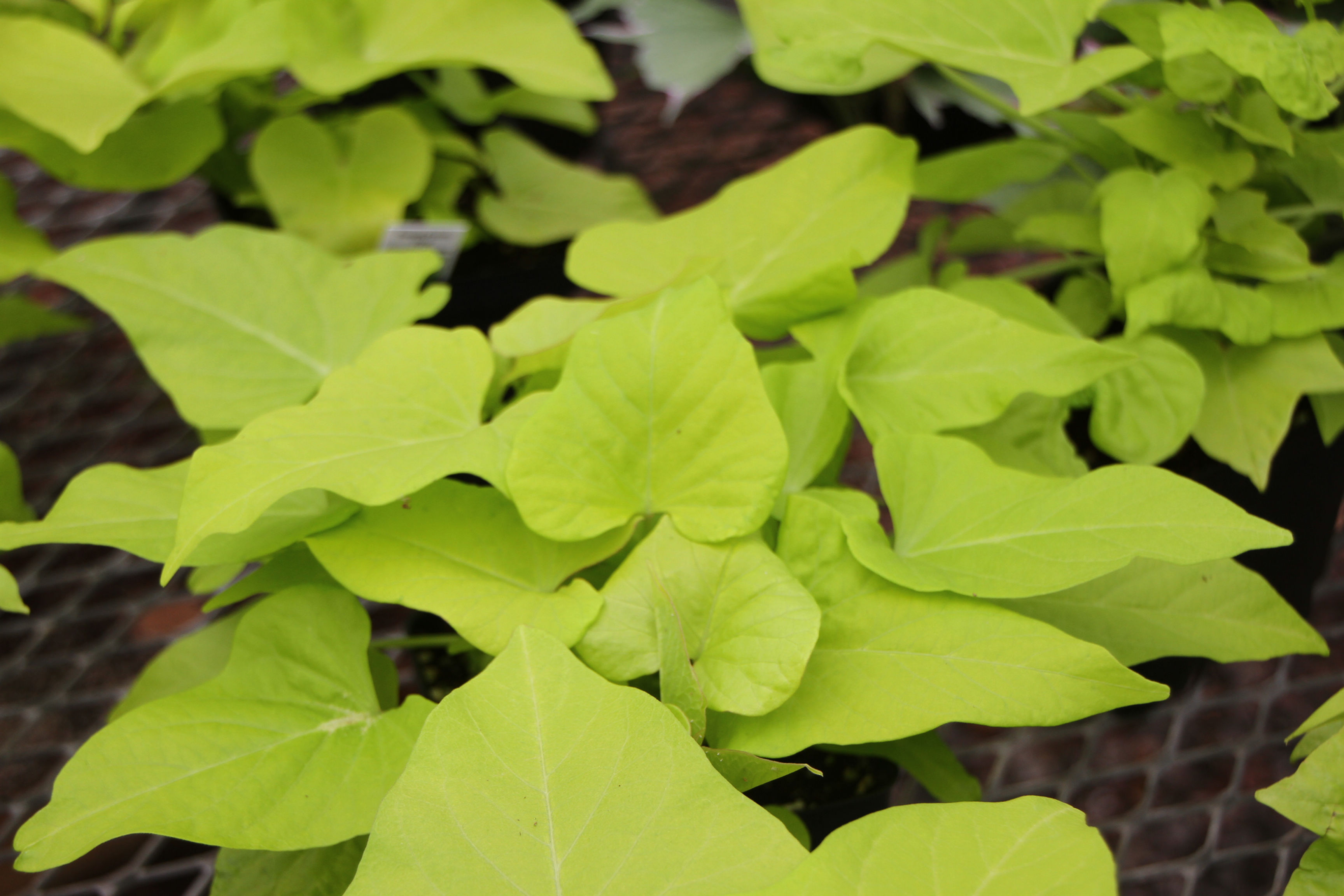 Sweet potato vine 4.5 inch