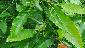 Når kastanjene blomstrer i Bygdøy alee...