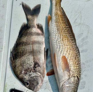 Red drum and sheepshead on a boat