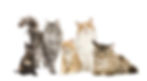 Fotolia_13997762_Subscription_XXL