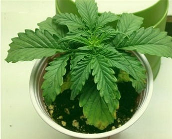 Overwatered Cannabis Plant