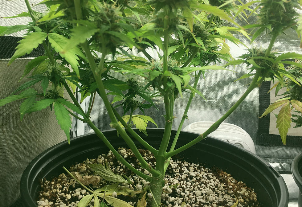 Cannabis Defoliation