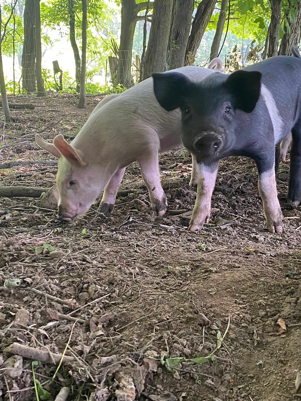 Piglets