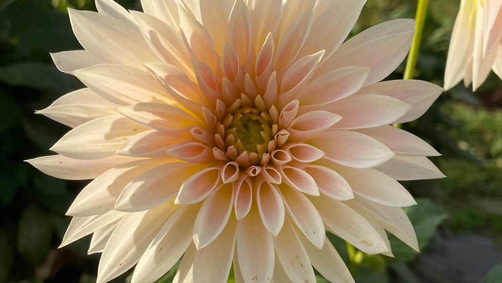 Dahlia Fest
