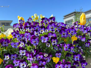 Caring For Pansies