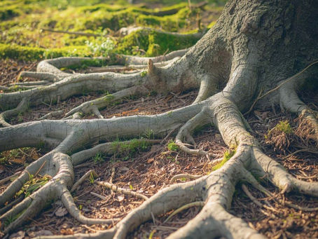 Tree roots stretch across a forest floor with dappled sunlight. Moss and leaves cover the ground, creating a serene, natural setting. Symbolizing nervous system.