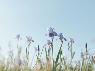 Purple irises bloom in a green field under a clear blue sky. The scene is calm and serene, with soft focus on some flowers in the background.