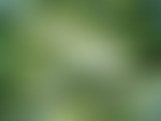 Sunlight filters through a canopy of lush green leaves and twisted branches, creating a serene, dappled effect in a forest setting. Symbolizing vagus nerve.