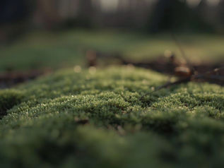 Close-up of lush green moss in a forest, with blurred trees in the background. Soft light creates a calm, serene atmosphere. Symbolizing how to fall a sleep.