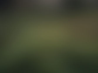 Close-up of lush green moss in a forest, with blurred trees in the background. Soft light creates a calm, serene atmosphere. Symbolizing how to fall a sleep.