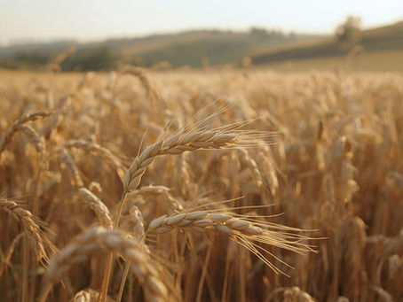 Golden wheat field under a clear sky, bathed in warm sunlight. Rolling hills in the background, creating a serene rural scene. symbolizing how success build more success.