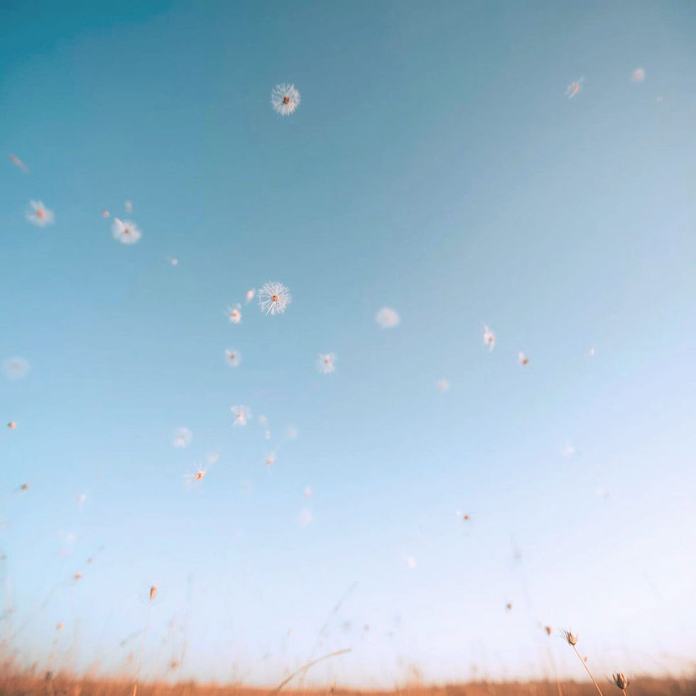 Dandelion seeds float in a clear blue sky above a grassy field, creating a serene and airy scene with soft, natural colors. Symbolizing dreams that brings messages.
