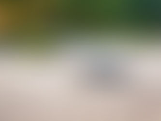 A serene Japanese Zen garden with raked sand patterns around smooth stones, lush greenery, and bamboo in the background under soft light. Representing blanced resilience.