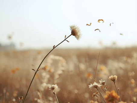 A lone dandelion in a sunlit field releases seeds into the air. Warm, earthy tones create a serene, peaceful atmosphere. Symbolizing the message of inner voice.