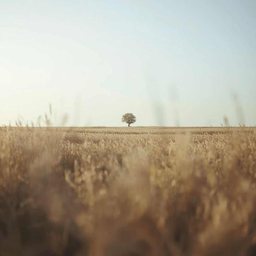 Lone tree on a horizon in a vast, golden wheat field under a clear sky, evoking a serene and peaceful mood. Symbolizing how some dreams stays dreams.