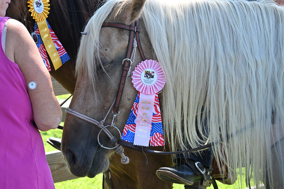 A palomino mustang wearing a fifth place Maryland Mustang Mission Open Show ribbon on its bridle sleeps in the shade.