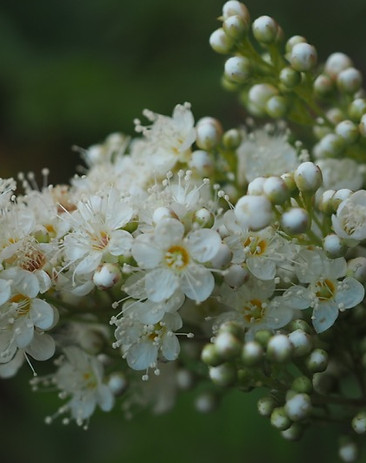 Macro imaes