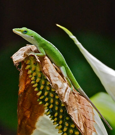 Nature images