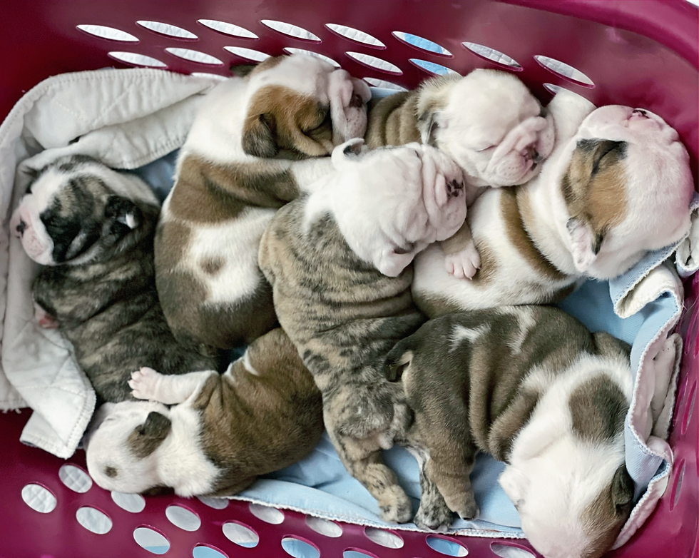 Litter of Bulldog Puppies