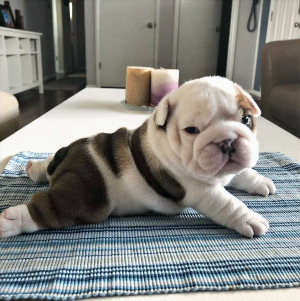 English Bulldog Puppy
