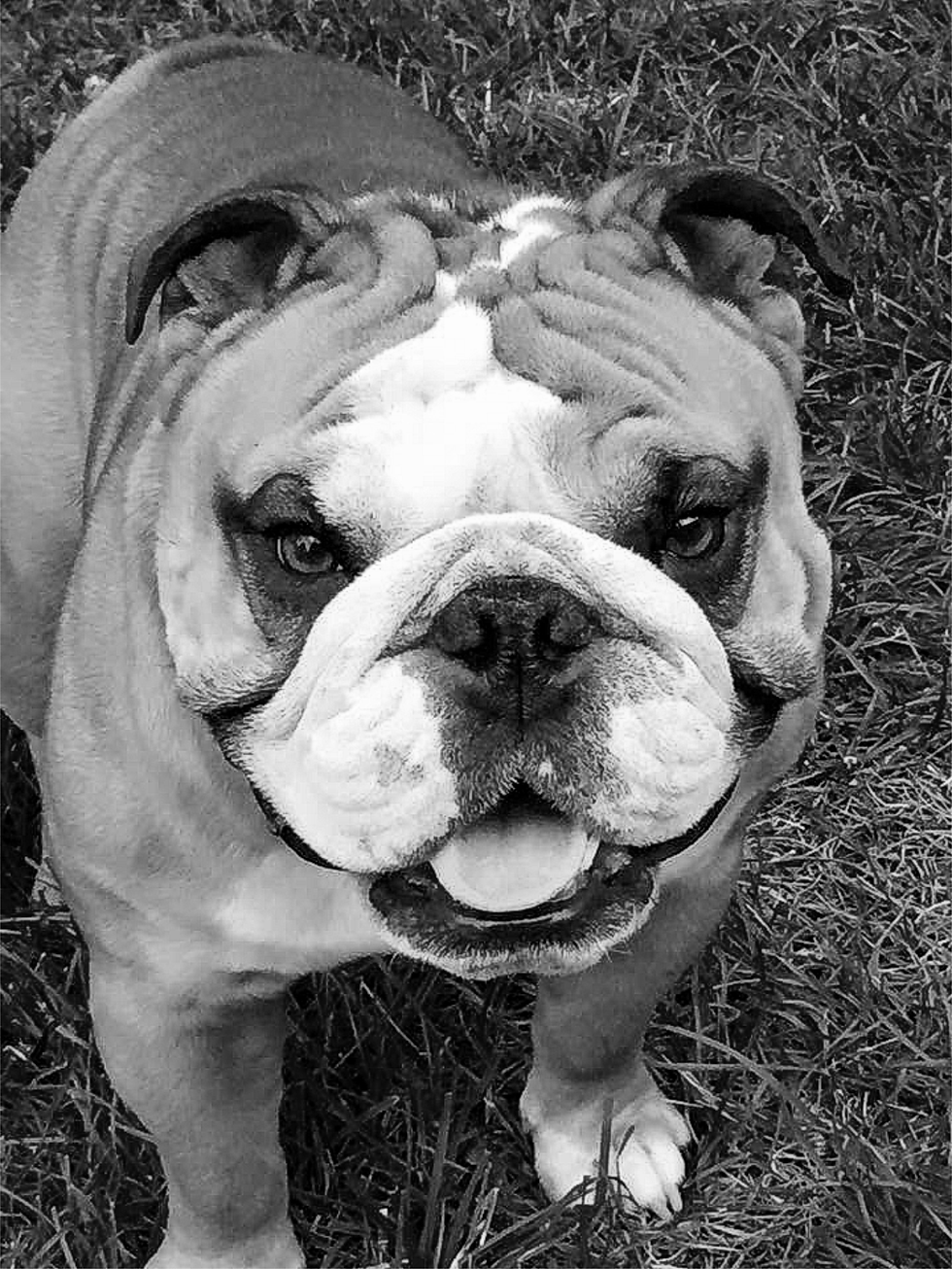 Bulldog Pet