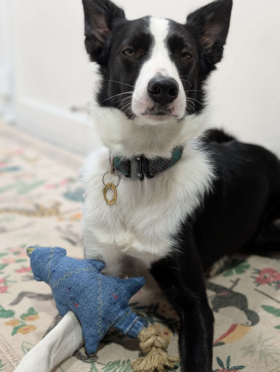 Thumbnail: Black and white dog lying on a rug with a tree shaped dog toy made from denim and rope