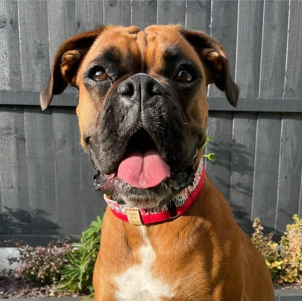 A brown and black boxer dog with a white chest and pink tongue sits in a garden, wearing a red collar.
