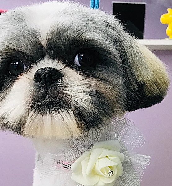 PUPFOLIO Bubbles & Biscuits