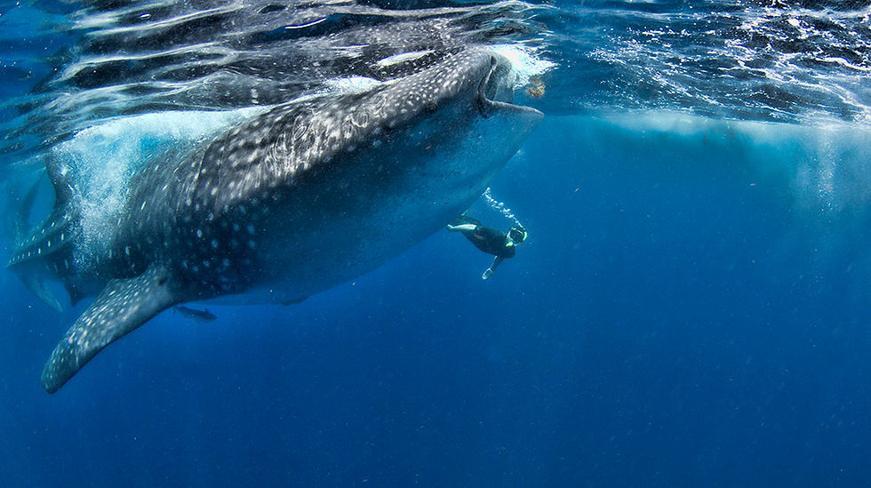 cancun-whale-shark-excursion