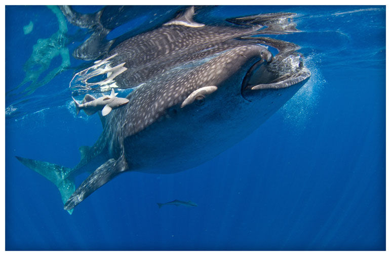 whale shark swim mexico