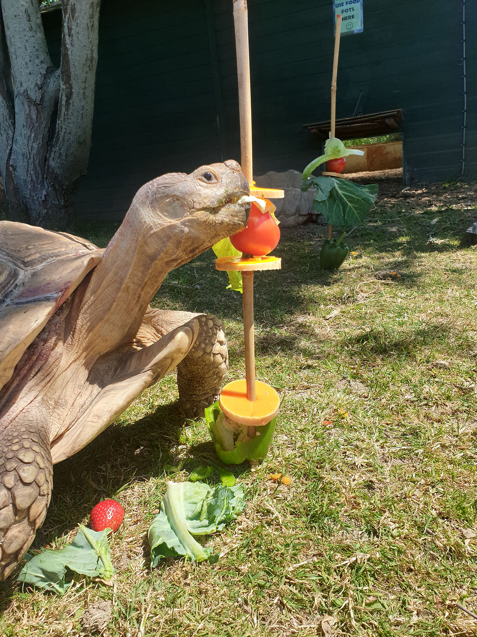 Bamboo Skewers