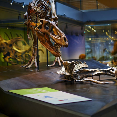 NATURAL HISTORY MUSEUM DINOSAUR HALL