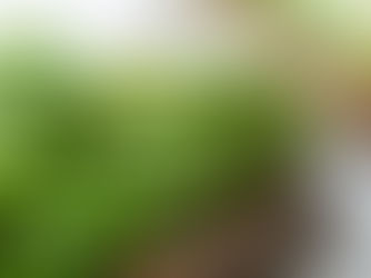 El apio: beneficios, propiedades y recetas saludables