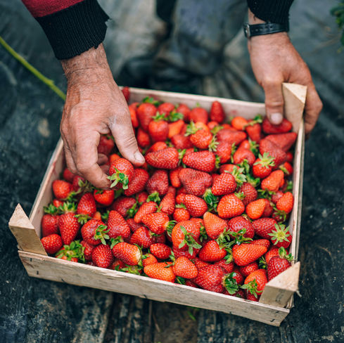 Fresa: pequeña por fuera, poderosa por dentro