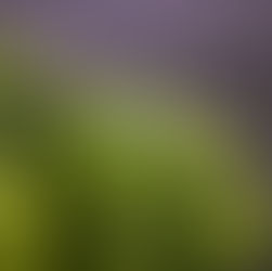 Brócoli: un vegetal sencillo con un poder impresionante para la salud