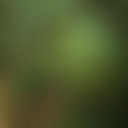 Betabel: el aliado natural para la circulación y la presión arterial