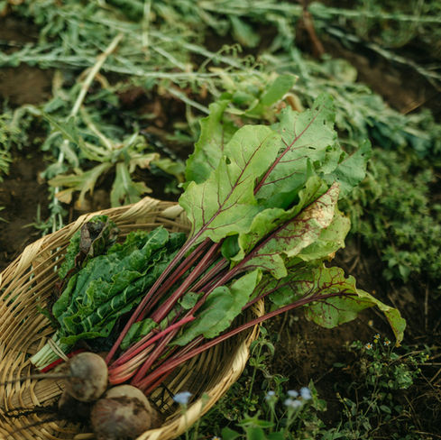 Betabel: el aliado natural para la circulación y la presión arterial