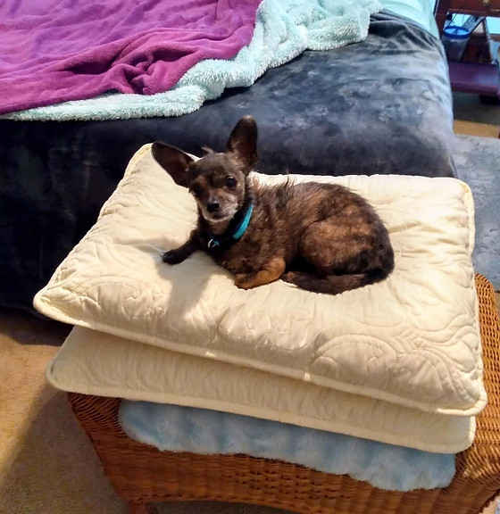 Mum pays £400 to have pet chihuahua stuffed and keeps it in her bedroom - Hull Live