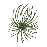 Branches Pin 3